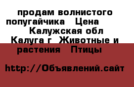 продам волнистого попугайчика › Цена ­ 1 500 - Калужская обл., Калуга г. Животные и растения » Птицы   
